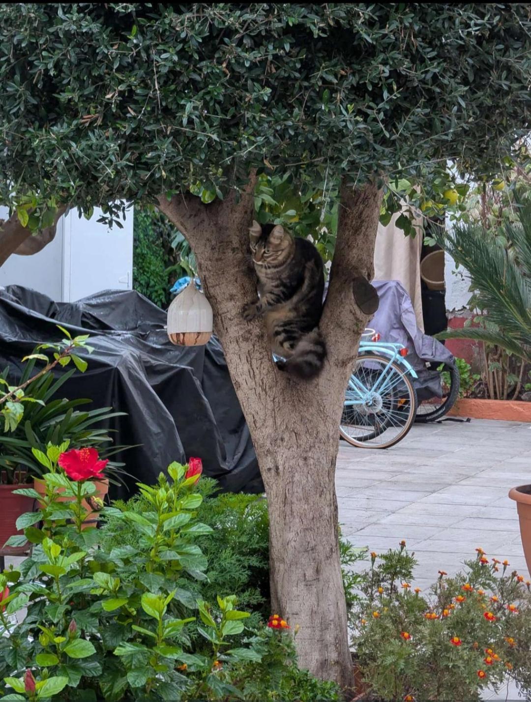 Tipico Y Pintoresco Patio De Vecinos, Con Encanto Sevilla Eksteriør bilde